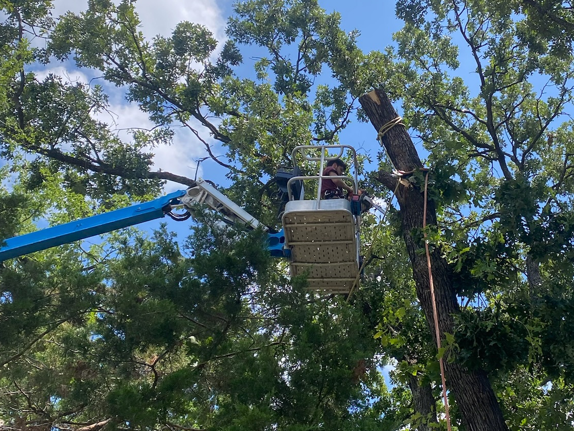Tree Trimming up High using Lift by Professional Tree Service